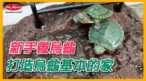 家中養烏龜好嗎|烏龜飼養：5個常見錯誤